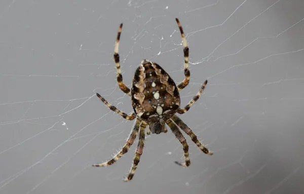 Ένα Κοντινό Πλάνο Μιας Αράχνης Που Πλέκει Έναν Ιστό — Φωτογραφία Αρχείου