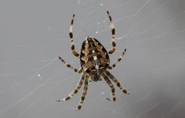 Primer Plano Una Araña Angulada Tejedora Orbweaver Tejiendo Una Tela — Foto de Stock