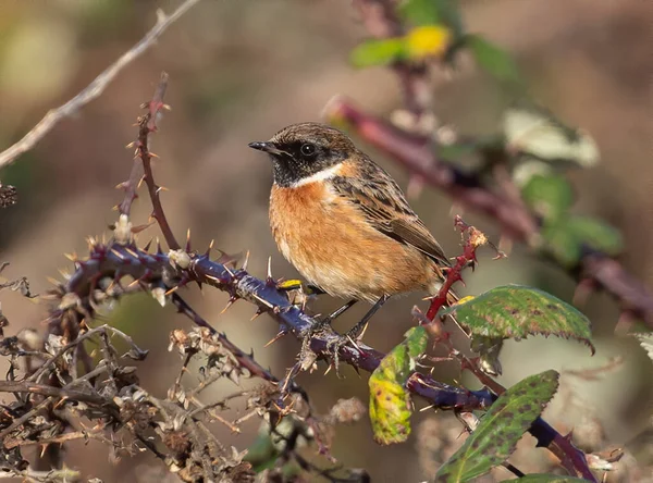 Een Kleine Oranje Europese Stonechatvogel Een Doornige Plant — Stockfoto