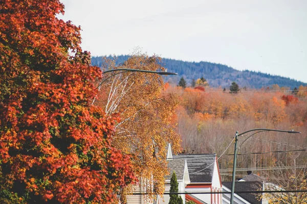 Uma Bela Paisagem Outono Com Folhas Outono Coloridas — Fotografia de Stock