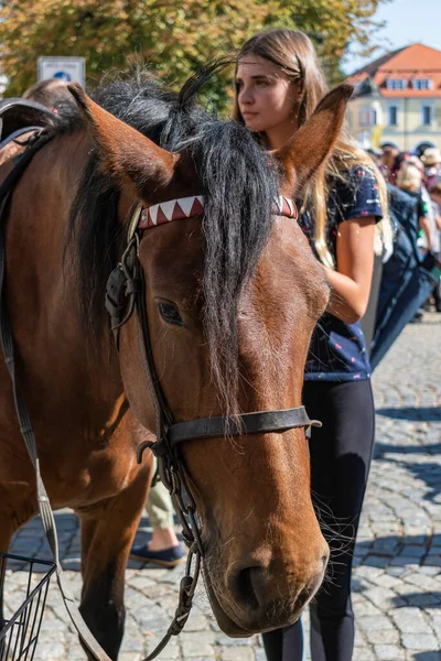 2021年9月27日 在南摩拉维亚Uherske Hradiste的葡萄酒节 一匹马的垂直特写 — 图库照片