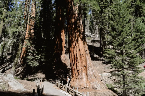 Hermoso Paisaje Del Parque Nacional Sequoia — Foto de Stock