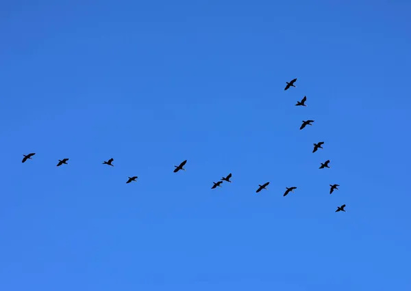 Mavi Gökyüzünde Uçan Bir Kuş Sürüsünün Düşük Açılı Çekimi Duvar — Stok fotoğraf