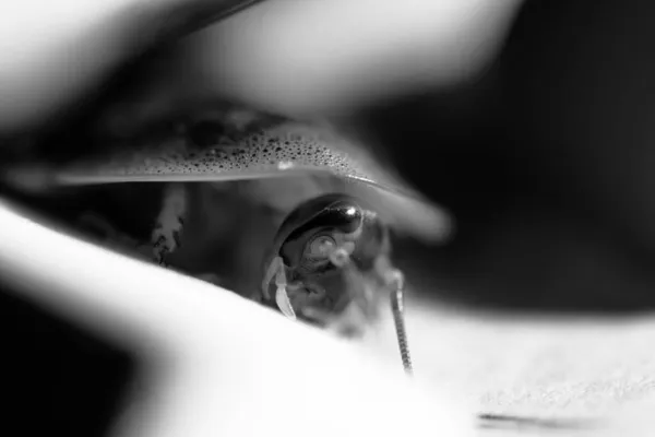 Bir Hamamböceğinin Gri Tonlu Görüntüsü — Stok fotoğraf