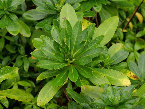 Ένα Κοντινό Πλάνο Ενός Φυτού Pittosporum — Φωτογραφία Αρχείου