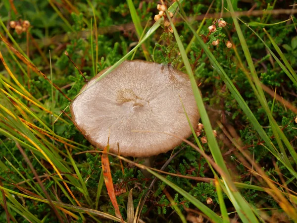 一只带褐色帽子的野蘑菇的特写镜头 — 图库照片