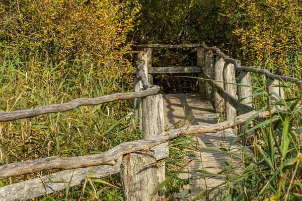 Wooden Walkway Winds Forest — Stock Photo, Image
