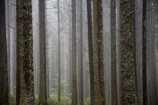 Bel Colpo Alberi Spogli Una Foresta Abeti Nella Nebbia — Foto Stock