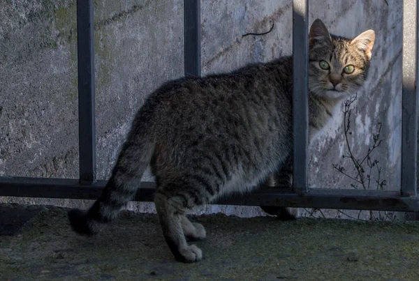 Simpatico Gatto Che Guarda Telecamera Attraverso Sbarre — Foto Stock