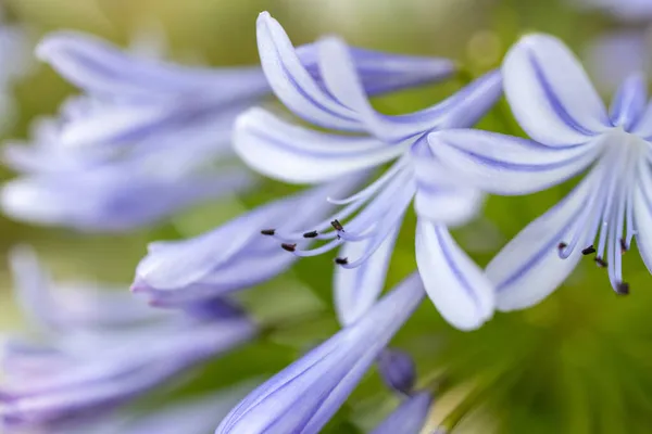 Вибіркова Будова Квіток Агапантас — стокове фото