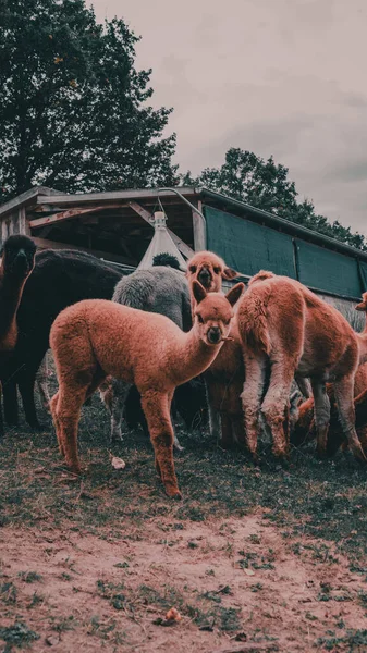 Plano Vertical Lindas Llamas Pastando Granja —  Fotos de Stock