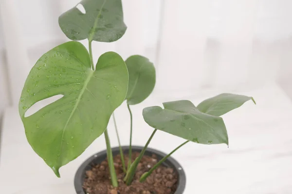 Monstera Plant Een Pot Met Felgroene Bladeren Geplaatst Tafel Woonkamer — Stockfoto