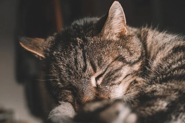 Tiro Foco Seletivo Gato Adormecido Dentro Casa — Fotografia de Stock