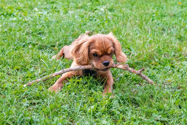 Seekor Anjing Pelacak Raja Charles Anak Anjing Ruby Taman Dengan — Stok Foto