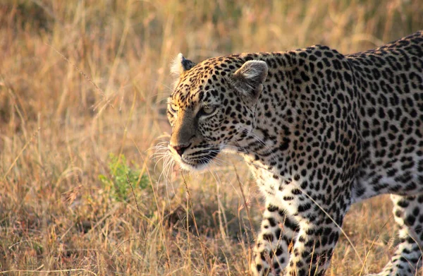 Egy Leopárd Masai Mara Rezervátumban Kenyában — Stock Fotó