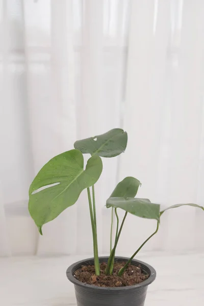 Monstera Plant Een Pot Met Felgroene Bladeren Geplaatst Tafel Woonkamer — Stockfoto