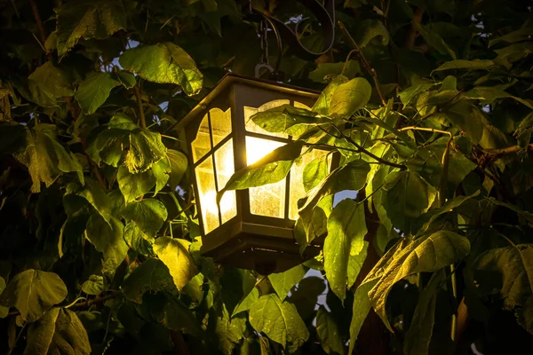 Nahaufnahme Einer Straßenlaterne Einem Baum — Stockfoto