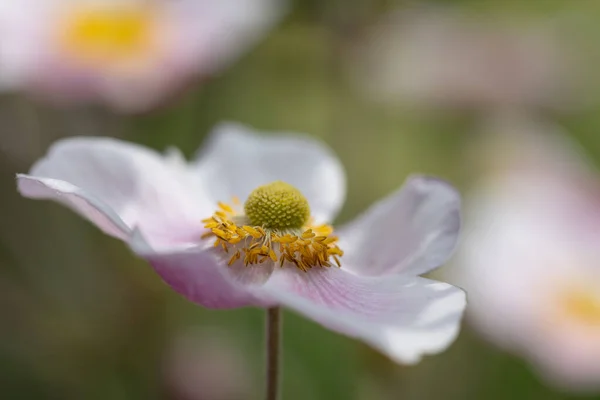 Close Pink Japanese Anemone Blossom Anemone Hupehensis Blurry Background — Stock Photo, Image
