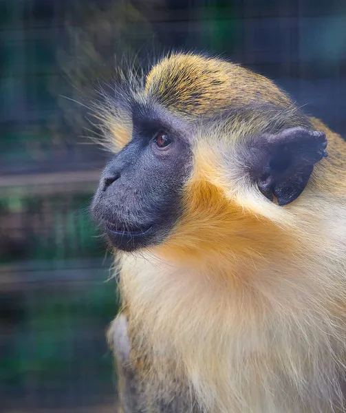 Seletivo Macaco Verde Chlorocebus Sabaeus Zoológico — Fotografia de Stock