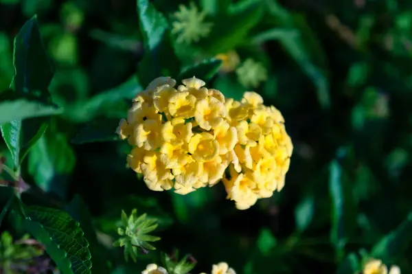 Close Shot Two Beautiful Yellow Flowers Blossoming Garden Blurry Background — Stock Photo, Image