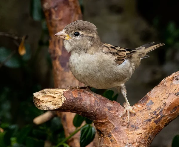 Closeup Shot Sparrow Bird Perched Tree — Stock Photo, Image
