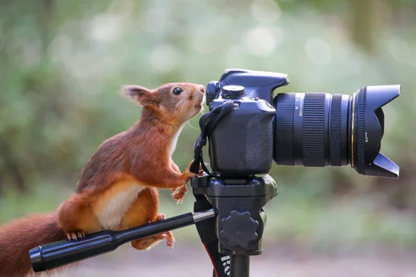 Esquilo Vermelho Tripé Brincando Com Uma Câmera — Fotografia de Stock