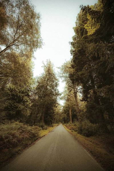 一条被冷杉树环绕的路的垂直截图 — 图库照片