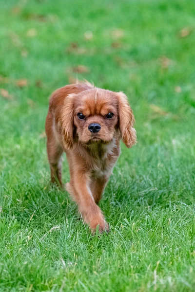 Seekor Anjing Pelacak Raja Charles Anak Anjing Ruby Taman — Stok Foto