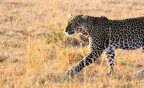 Leopardo Reserva Masai Mara Kenia — Foto de Stock
