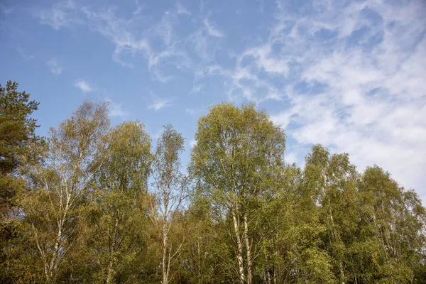 Los Hermosos Árboles Verdes Altos Contra Cielo Nublado Día Soleado — Foto de Stock
