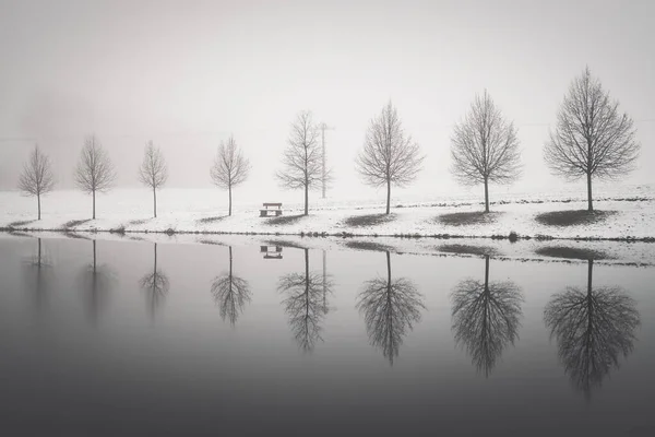 Опрятный Ряд Голых Деревьев Отраженных Озере Зимой Пасмурный День — стоковое фото
