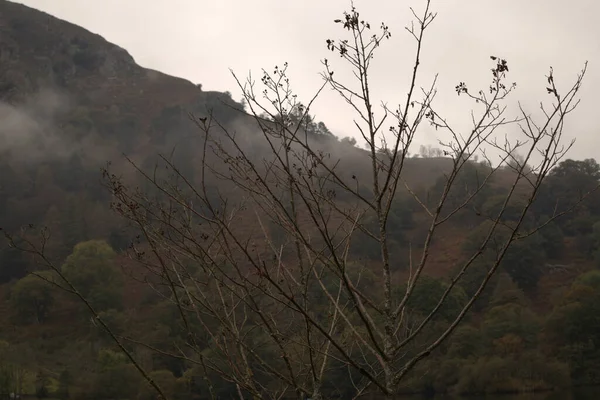 雾蒙蒙的森林中的秋景 — 图库照片