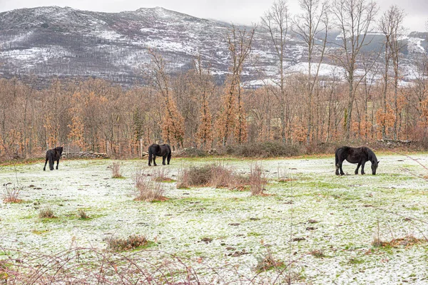 Μαύρα Άλογα Βόσκηση Δωρεάν Χειμερινό Λιβάδι Χιονισμένο Φόντο Βουνό — Φωτογραφία Αρχείου