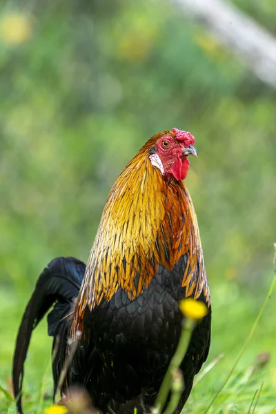 一只色彩艳丽的公鸡在田野里用鲜绿的草地拍下的浅浅的镜头 — 图库照片