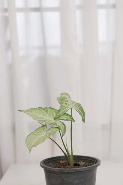 Planta Monstera Maceta Con Hojas Verdes Brillantes Colocadas Sobre Mesa — Foto de Stock