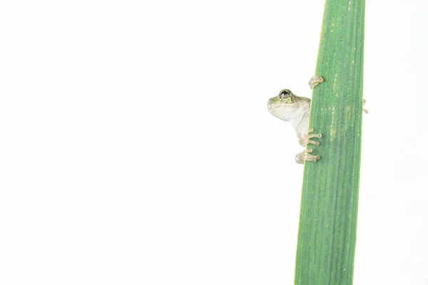 白い背景に孤立した緑の葉の上にカエルのクローズアップショット — ストック写真