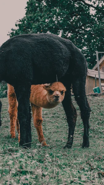 Sebuah Closeup Vertikal Bayi Llama Bersembunyi Bawah Ibunya — Stok Foto