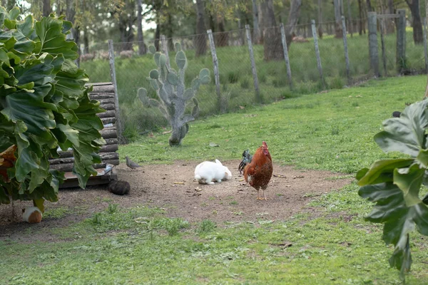 農地に１羽と２羽のウサギ — ストック写真