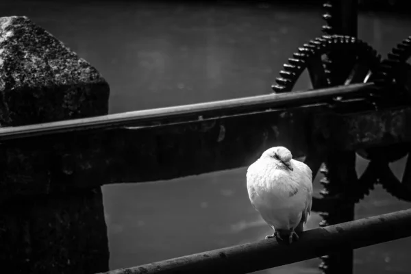 Grayscale Lonely White Dove Perching Metal Surface Treviso Italy — Stock Photo, Image