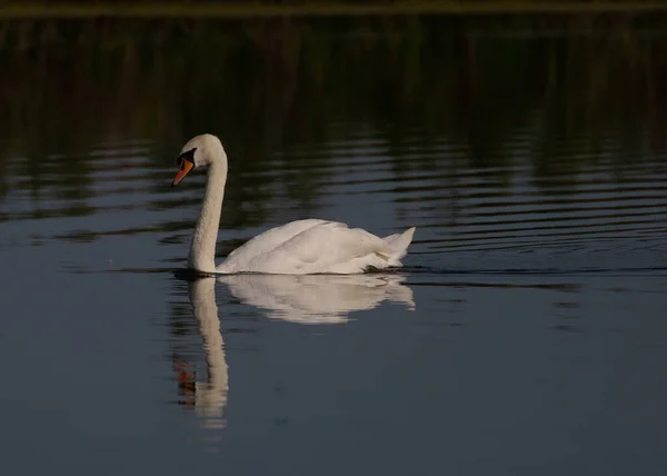 一只美丽的白天鹅在湖中游泳 — 图库照片