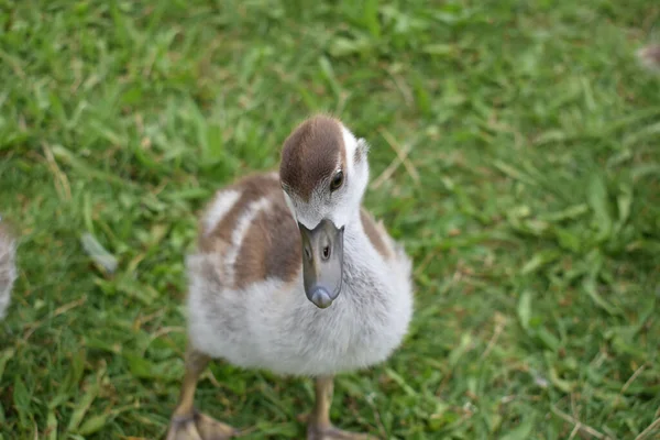 Closeup Mallard Grass Daylight — Stock Photo, Image