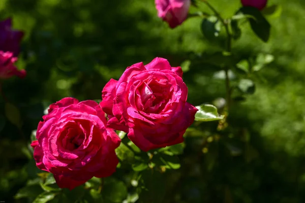 在阳光灿烂的日子里 花园里绽放着鲜红的玫瑰 — 图库照片