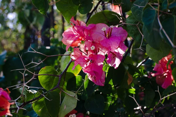 Primer Plano Una Hermosa Flor Rosa Floreciendo Árbol Jardín — Foto de Stock