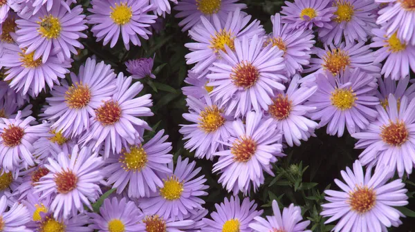 Closeup Shot Blue Wood Aster — Stock Photo, Image