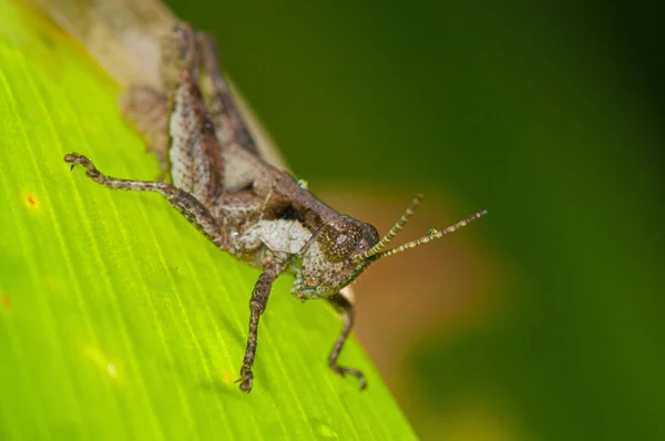 아르헨티나 부에노스아이레스의 메뚜기를 — 스톡 사진