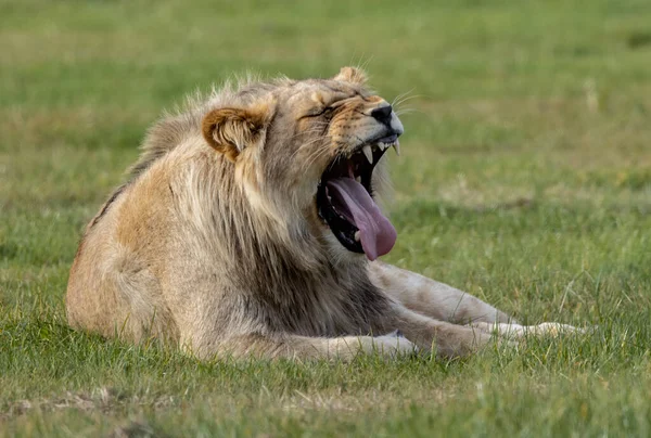 Ein Großes Löwenweibchen Knurrt Auf Einer Wiese — Stockfoto