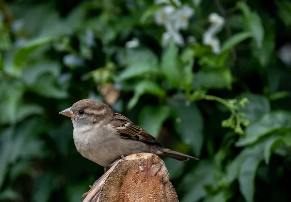 Ağaçta Tünemiş Serçe Bir Kuşun Yakın Plan Çekimi — Stok fotoğraf