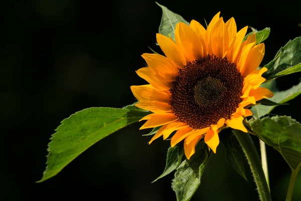 一朵向日葵的特写在被黑色背景隔离的灯光下 — 图库照片