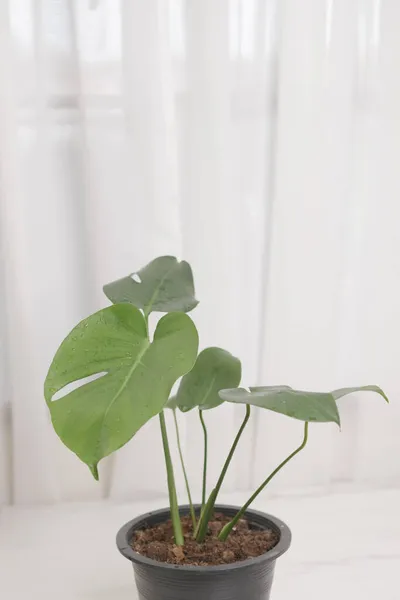 Planta Monstera Maceta Con Hojas Verdes Brillantes Colocadas Sobre Mesa — Foto de Stock