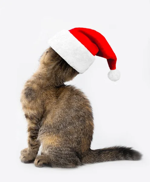 배경에 크리스마스 모자를 귀여운 고양이 — 스톡 사진